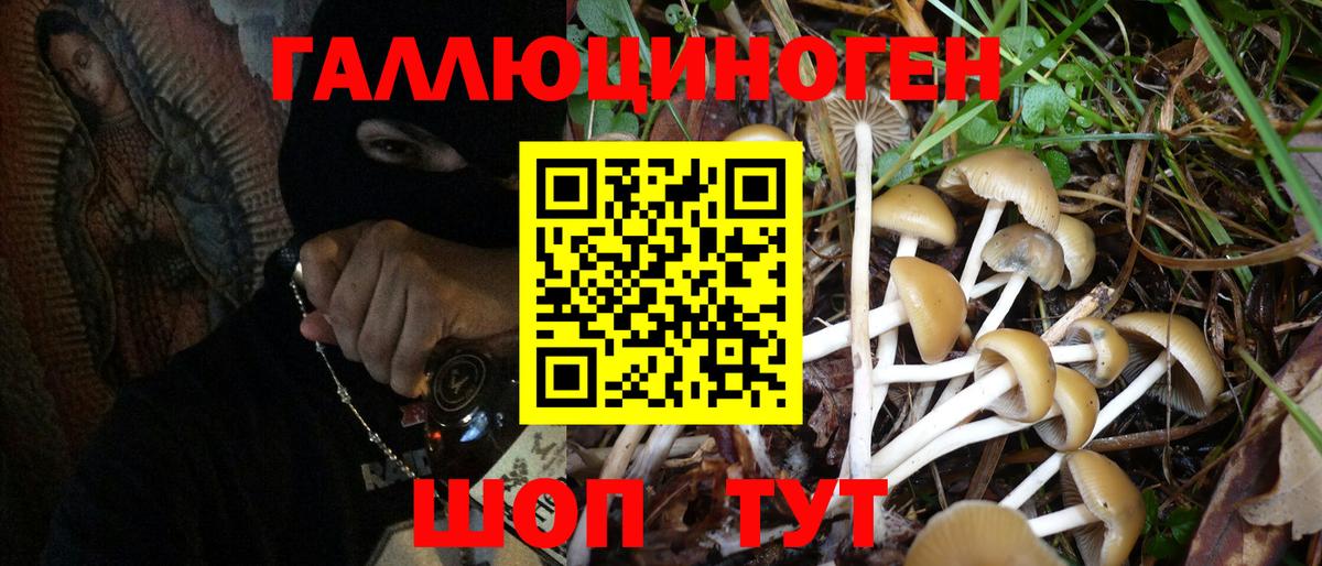 Псилоцибиновые грибы Cubensis Рославль